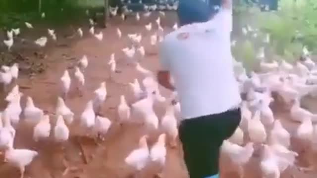 This is a beautiful and charming water-dwelling species