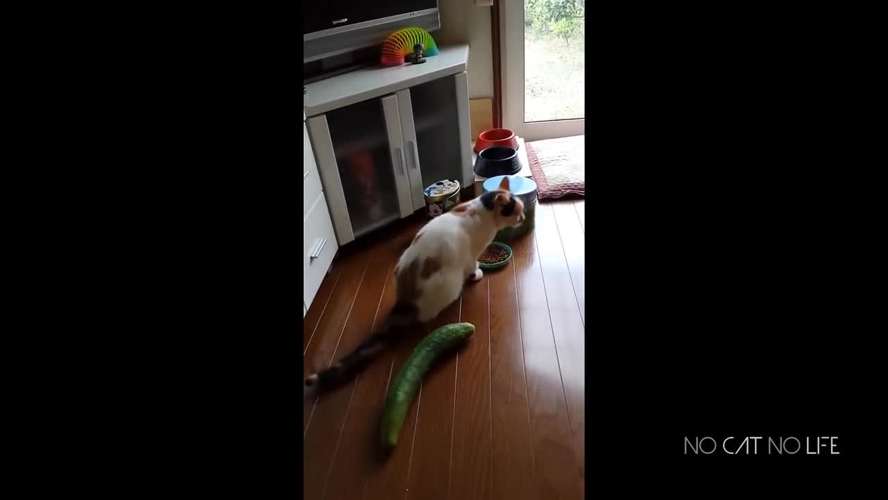 Cats Scared by Cucumbers Compilation