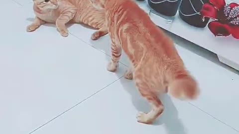 These two Cats are always good brothers expert fighting 3 times