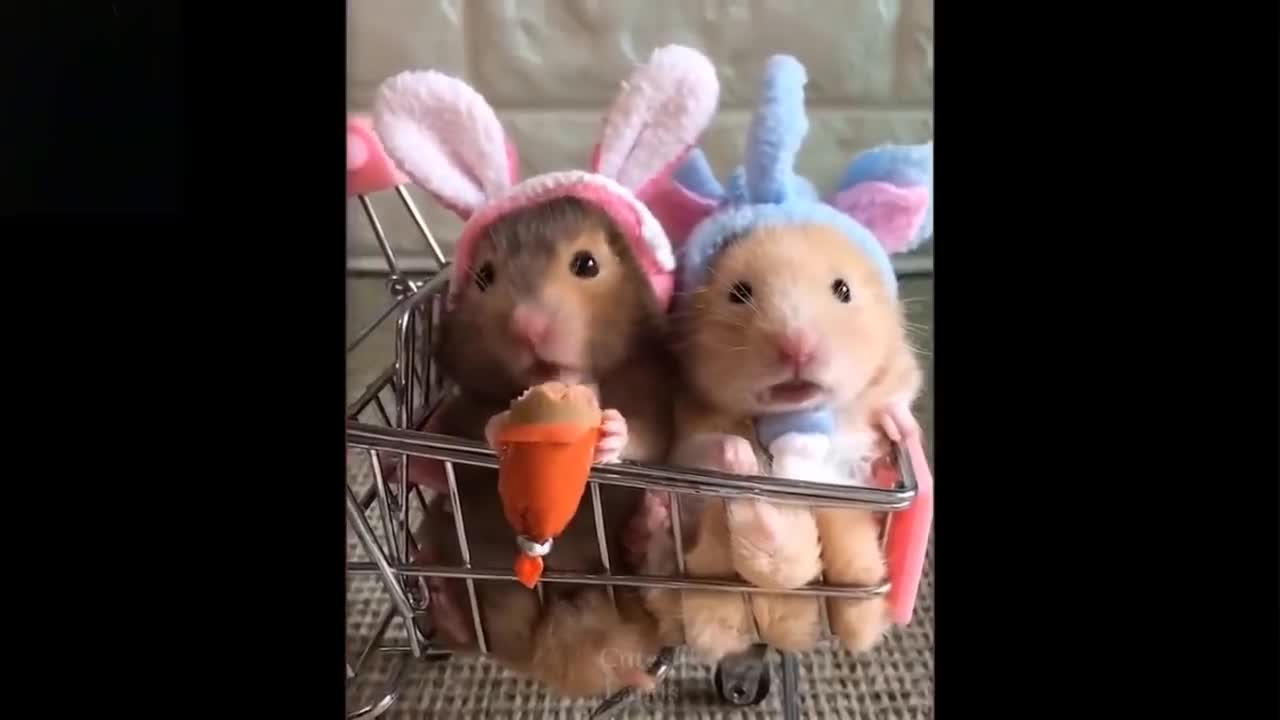 Cutest Pets Funny Video Compilation