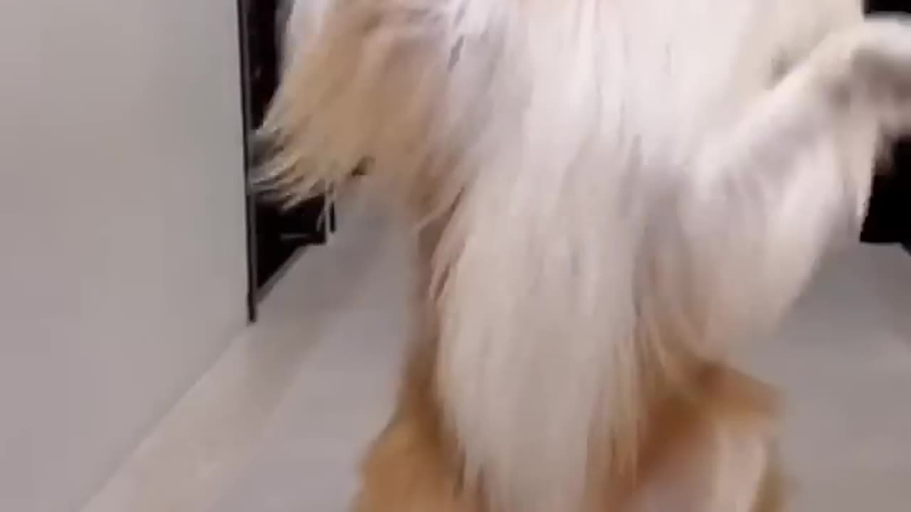 Dancing dog