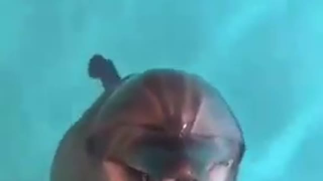 Enjoy the sound of the dolphin laughing