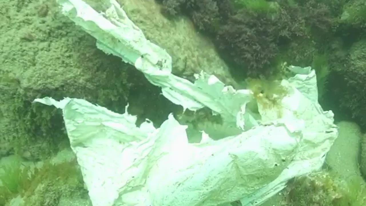 Wildlife