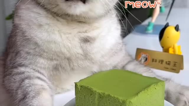 Funny Cat Videos Cat tiktok Cat Videos Cat Tik Tok Cooking🐆