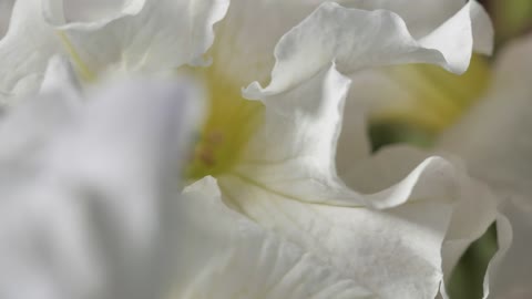 Lilac sprayed with focus on its details