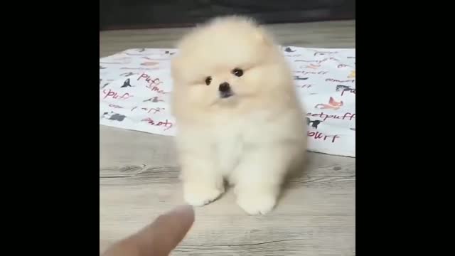 Cutest Animals Ever pt2