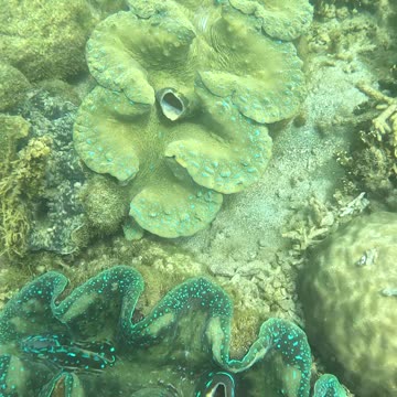 Snorkeling Adventures Philippines, Giant Clams! 😮❤️