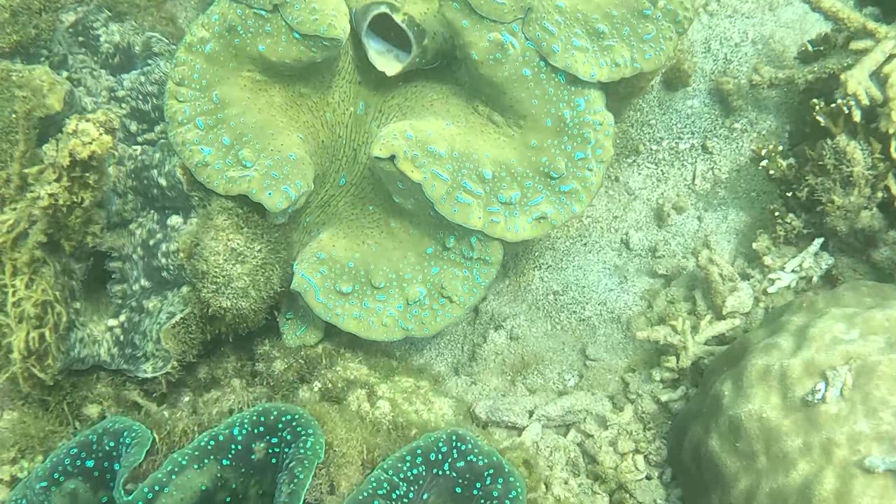 Snorkeling Adventures Philippines, Giant Clams! 😮❤️