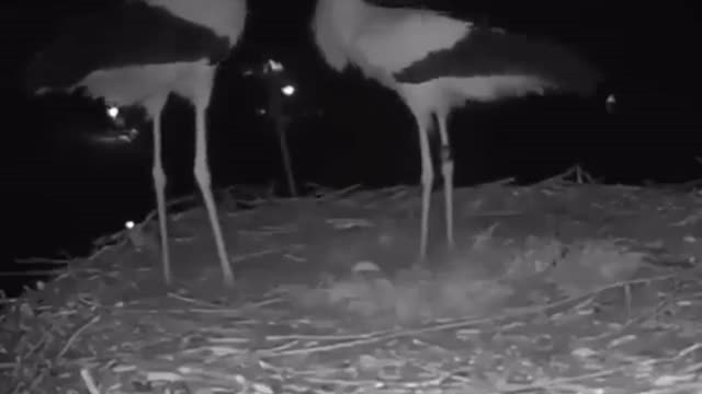 Storks celebrating their 1st egg