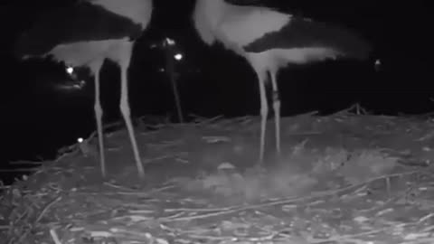 Storks celebrating their 1st egg