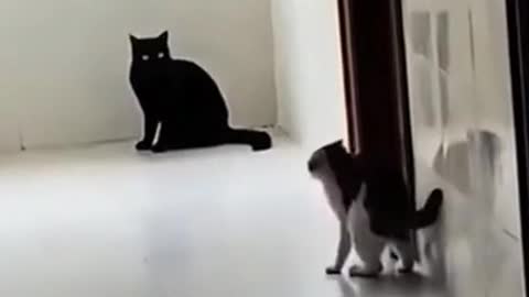 funny cats 🤣🤣🤣 from tiktok @funnycats956 #shorts