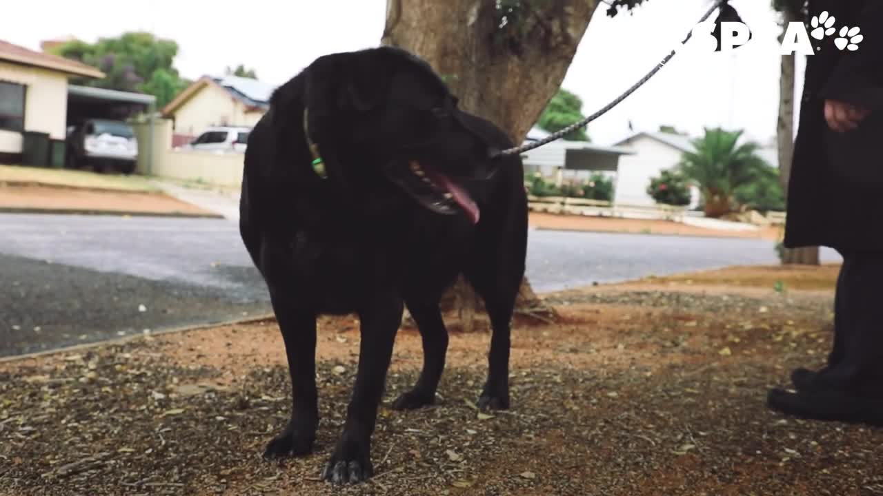 blind retired powerlifter finds his guardian