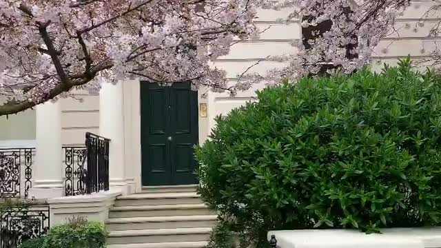 London House looks amazing with these trees