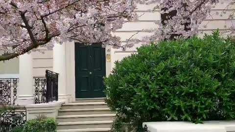 London House looks amazing with these trees