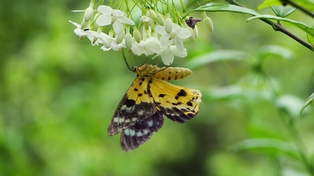 The Beautiful White Butterfly on the White Flower