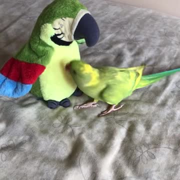 Talking parrot plays peekaboo with parrot stuffed animal