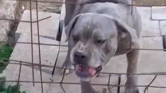 Pitbull dog fight scene