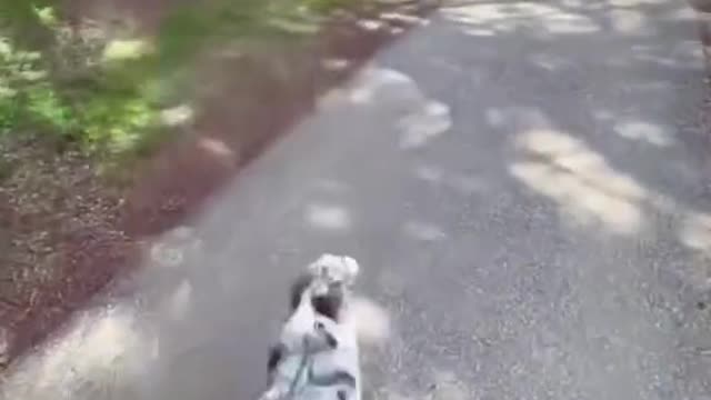 Funny and Awesome dog flying 🚀🚀🚀 😂😂😂 #Shorts