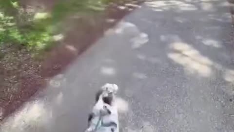 Funny and Awesome dog flying 🚀🚀🚀 😂😂😂 #Shorts