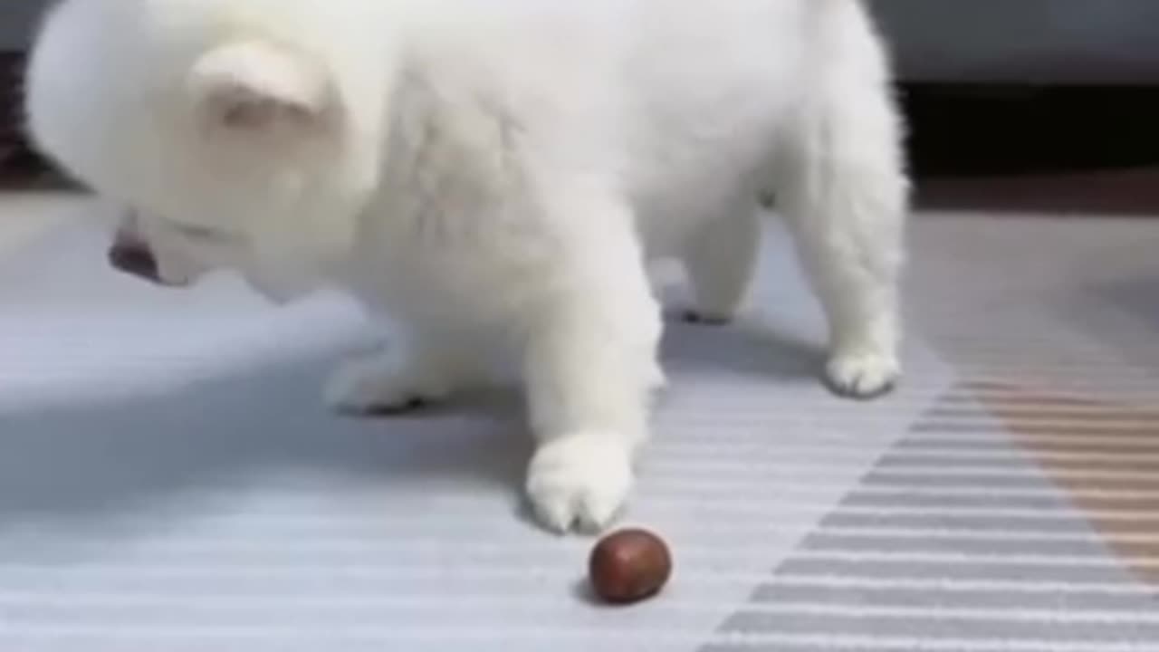 Funny Animals