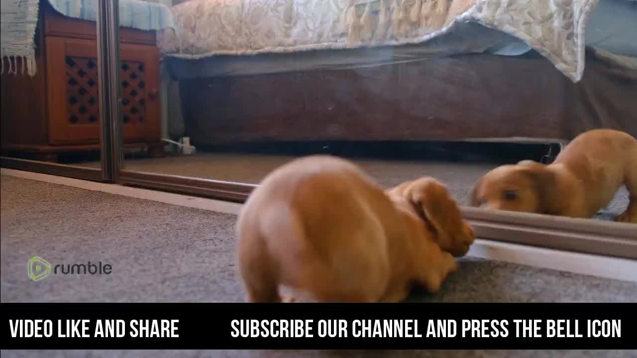 Rescue Dog: Meet Lady