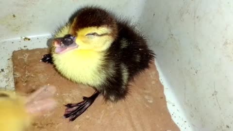 Funny Drunken Duck