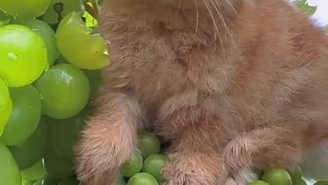 The little bunny munching on grapes.