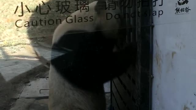 The giant panda opens and closes the door with smooth movements