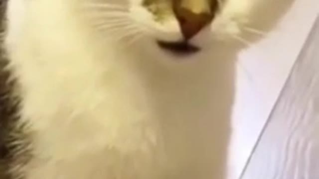 Funny cat