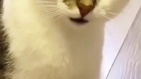 Funny cat