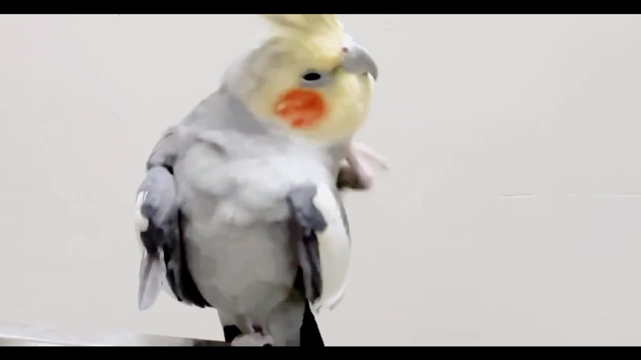 THE FUNNIEST PARROT VIDEOS / THAT WILL CHANGE YOUR MOOD FOR GOOD