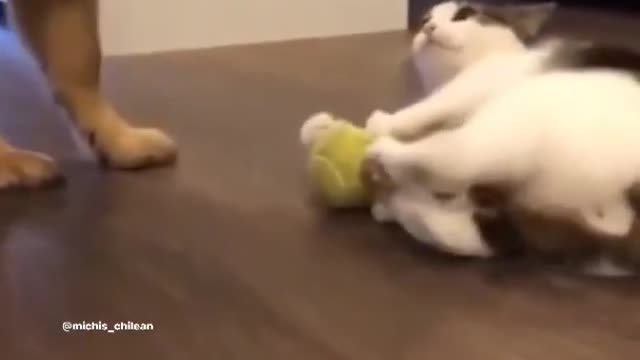 Funniest cat and dog cute animals