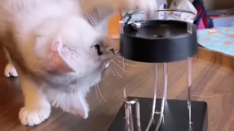Funny animals - Funny cats / dogs - Funny animal videos