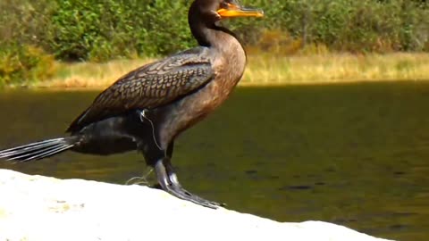 Cormorant