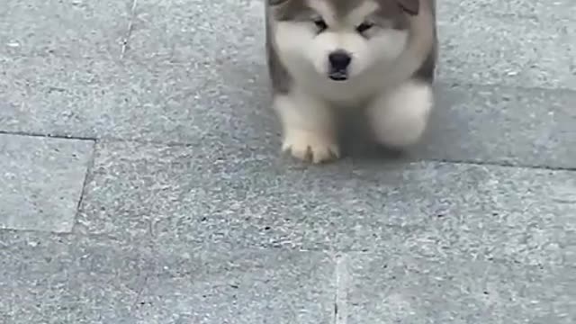 Since I got a dog, I feel like I have become a parent in an instant.