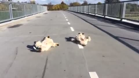 Why are these dogs rolling around on a bridge?