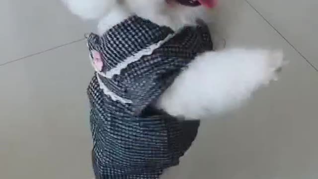 Bichon dancing