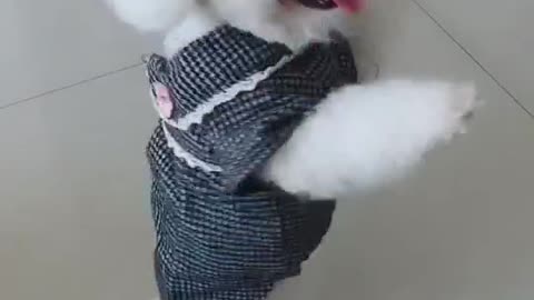 Bichon dancing