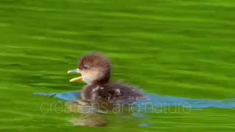 Resilient Beginnings: Duck behavior and adaptation to Their Environment from an Early Age