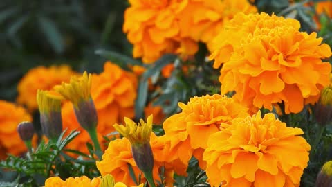 Marigold