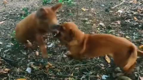 The pig with the dog