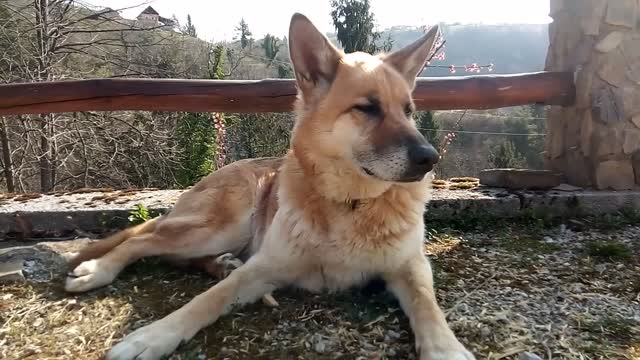 funny dog,funnydogvideo,funnydogstuff,funnydogcompilation