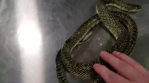 Snake Eating ItSelf