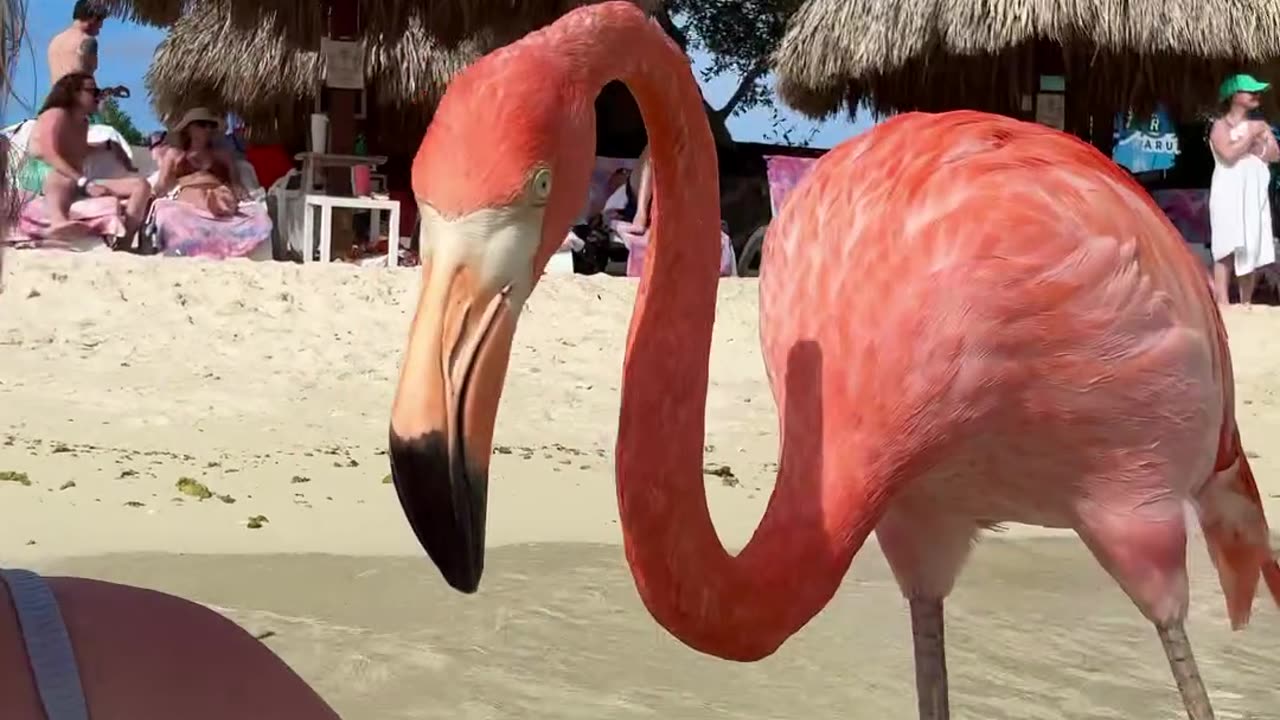 Aruba