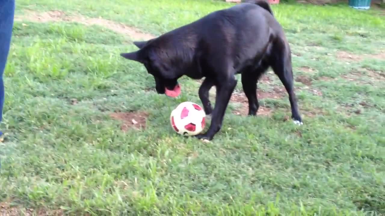 Dog playing soccer დ; 𝓐