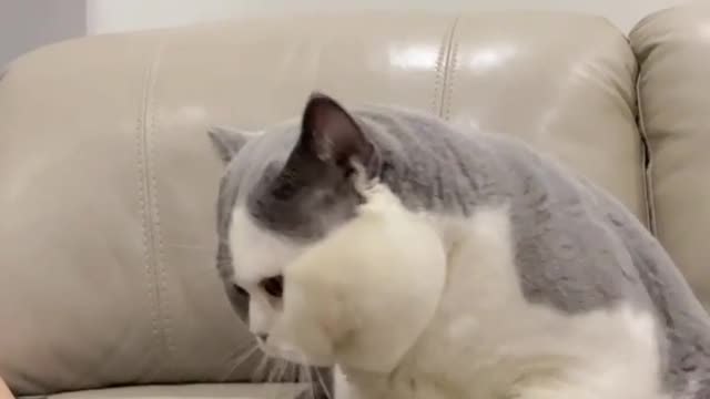 Best funny cat viral trending cat