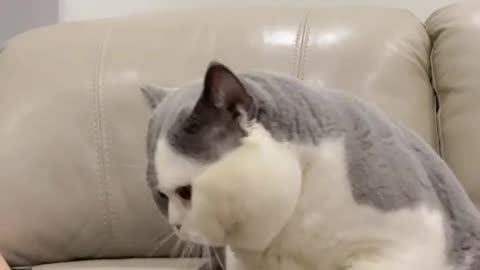 Best funny cat viral trending cat