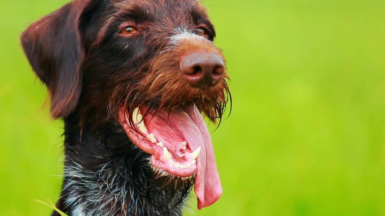 Dog drathaar. Close-up. Hunting dog