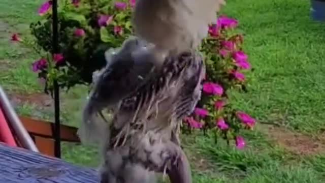 Burung bergoyang