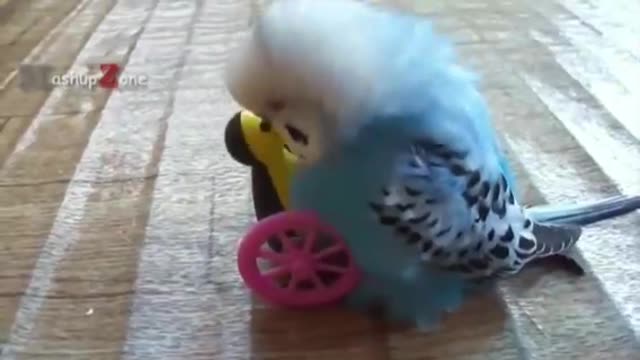 Video, parrot fun video best